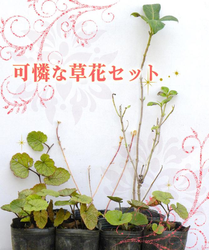 可憐な草花セット