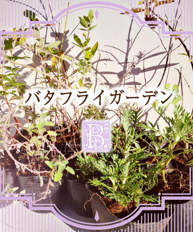 バタフライガーデン　スターターセット