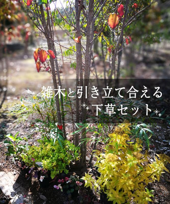 雑木と引き立て合える下草のセット