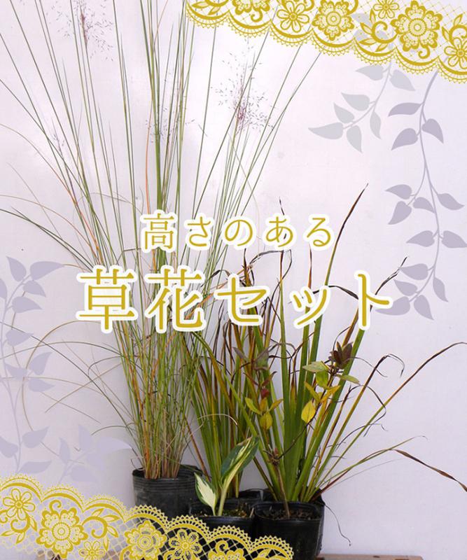 高さのある草花セット