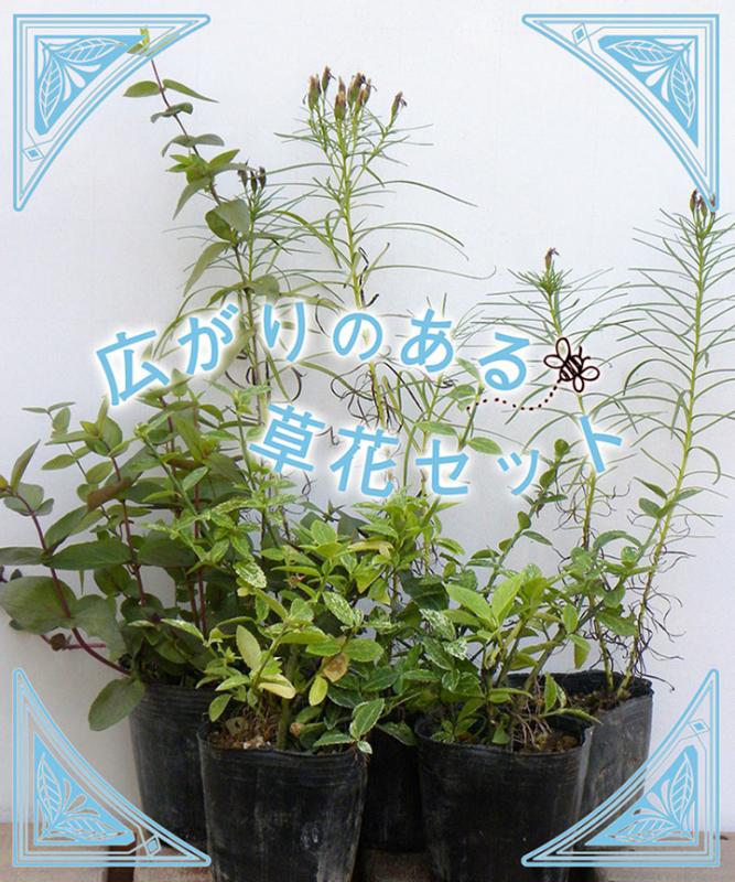 広がりのある草花セット