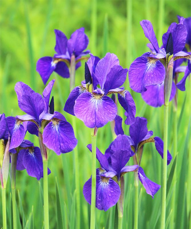 アヤメ（菖蒲）