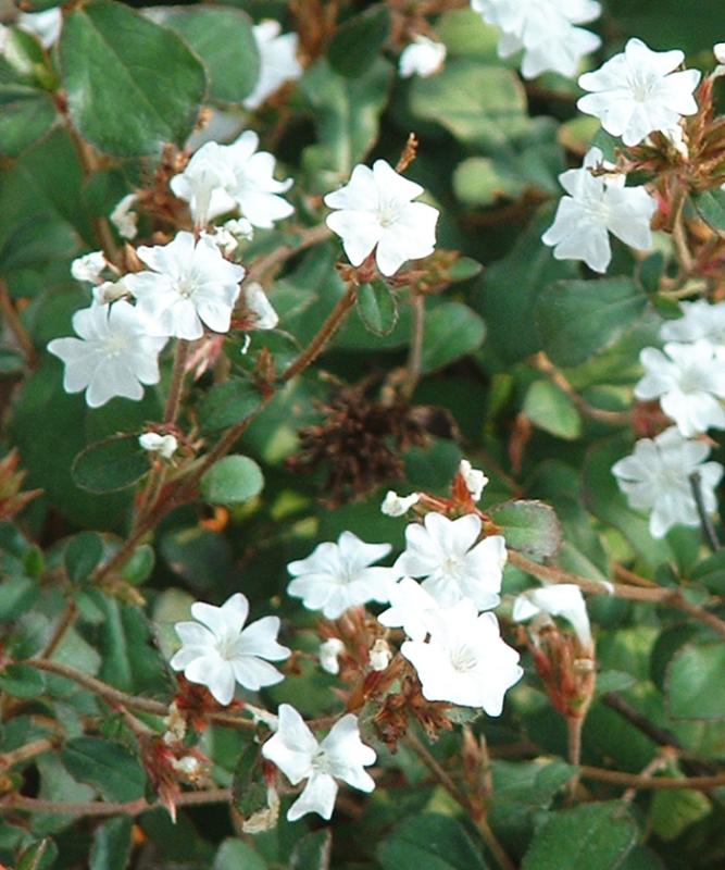ブータンルリマツリ 白花 タイニードゥルック 樹高20cm程度
