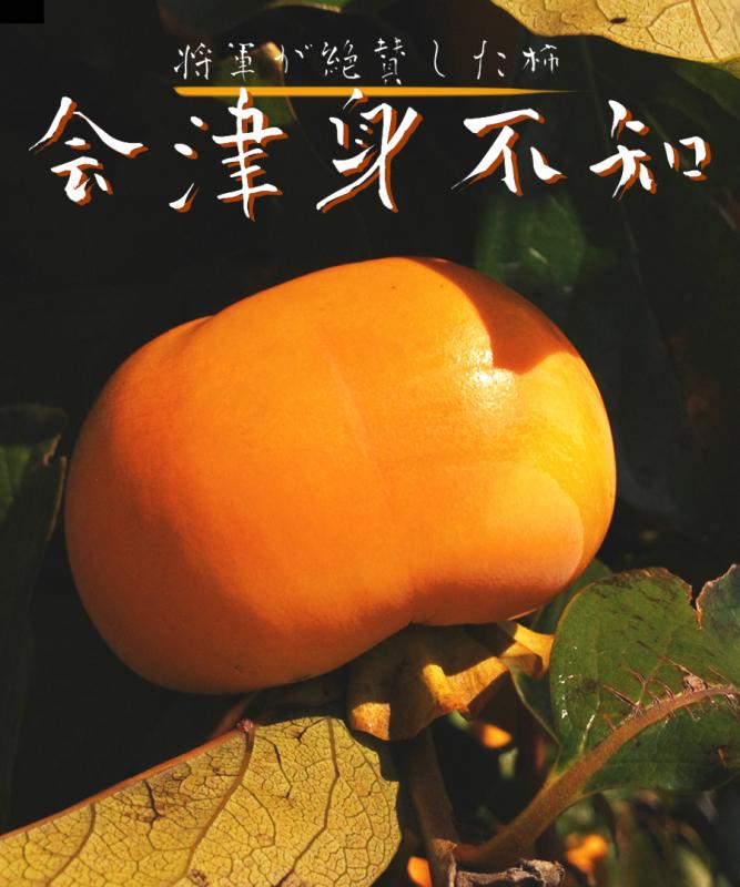 【柿苗木】【2年生苗】会津身不知（あいづみしらず）   高さ70cm～1.0m