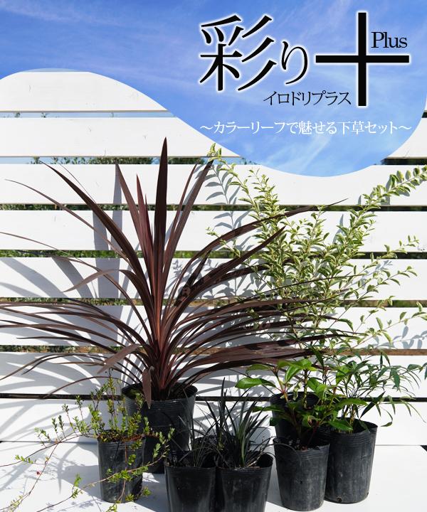 彩り+Plusイロドリプラス～カラーリーフで魅せる下草セット～