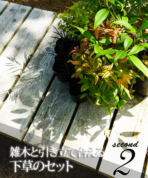 雑木と引き立て合える下草のセット2second