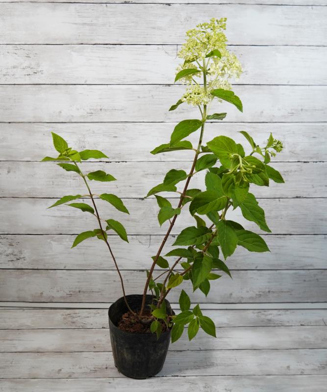 ノリウツギ「ライムライト」　樹高30cm～50cm　※2022年度のお花は終了しています