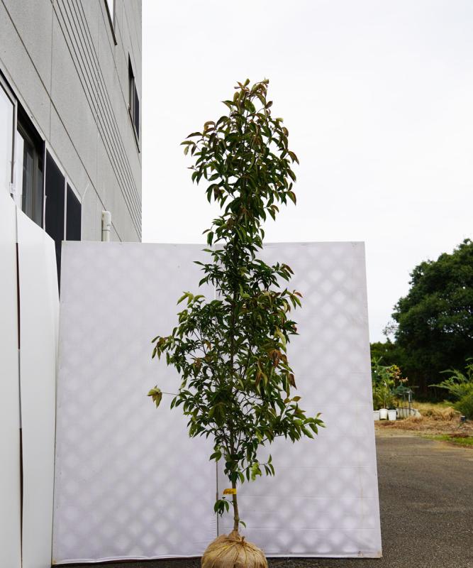 aipa30-21★   常緑ヤマボウシ赤花「イワツキピンクペイジ」　高さ2.1ｍ　不在置き了承商品