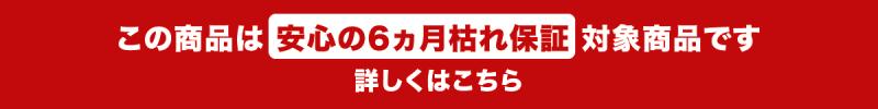 この商品は6ヵ月枯れ保証対象商品です。