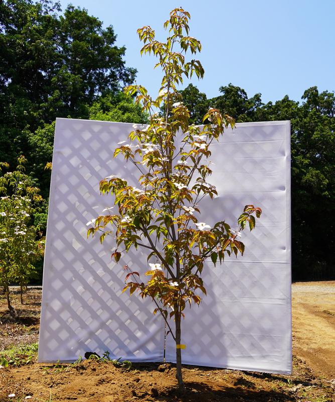 acpa9-24    落葉ヤマボウシ「マクロピンクハル」高さ2.4m　不在置き了承