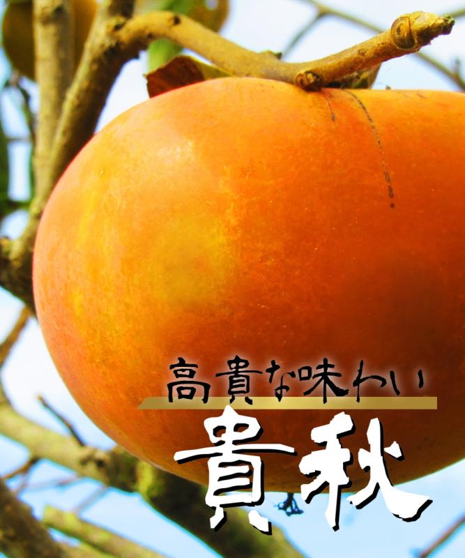【柿苗木】【2年生苗】貴秋（きしゅう）  高さ70cm～1.0m