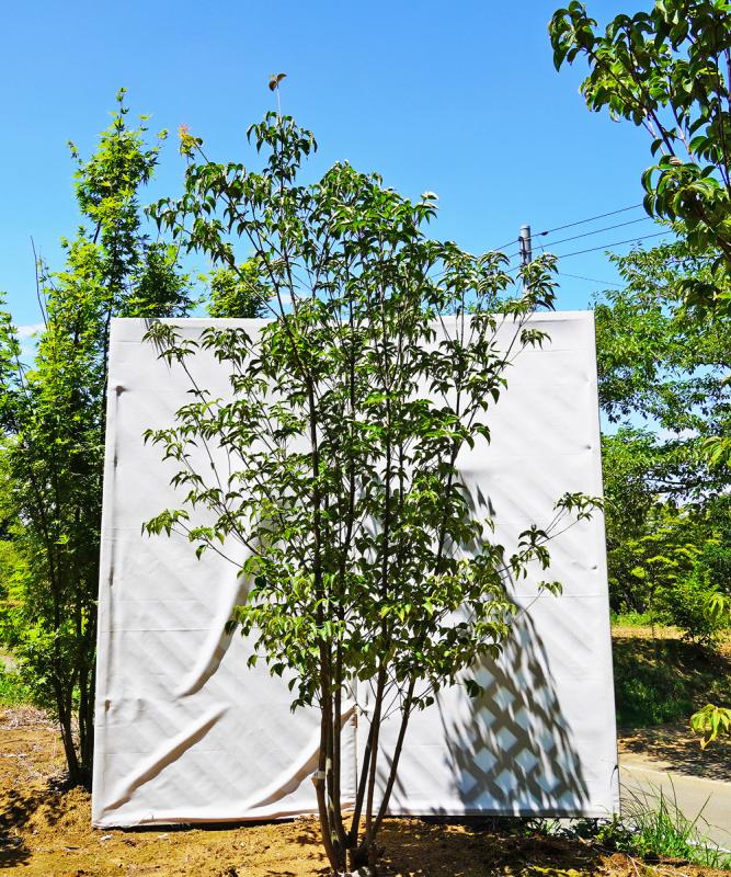 aboa5-21  落葉ヤマボウシ白花  本株立　高さ2.1ｍ　不在置き了承商品