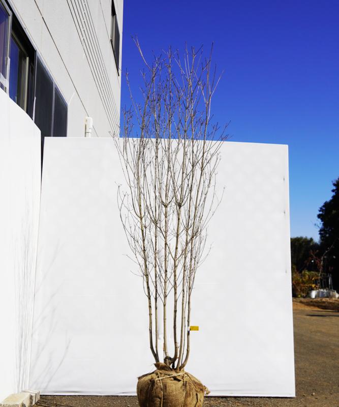 aboa7-20  落葉ヤマボウシ白花  本株立　高さ2.0ｍ　不在置き了承商品