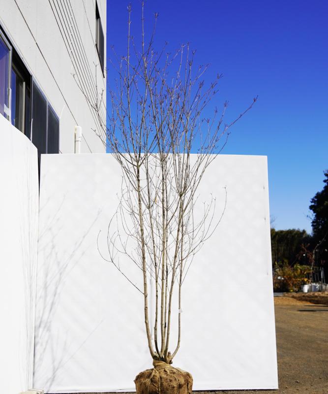 aboa9-23  落葉ヤマボウシ白花  本株立　高さ2.3ｍ　不在置き了承商品