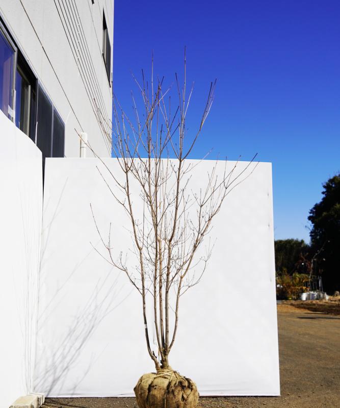 aboa11-20  落葉ヤマボウシ白花  本株立　高さ2.0ｍ　不在置き了承商品