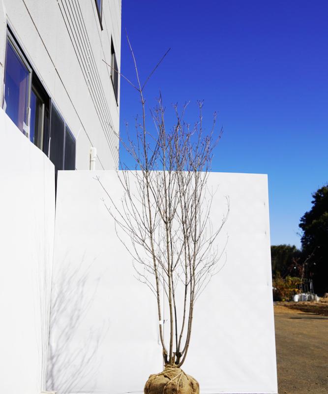 aboa12-23  落葉ヤマボウシ白花  本株立　高さ2.3ｍ　不在置き了承商品