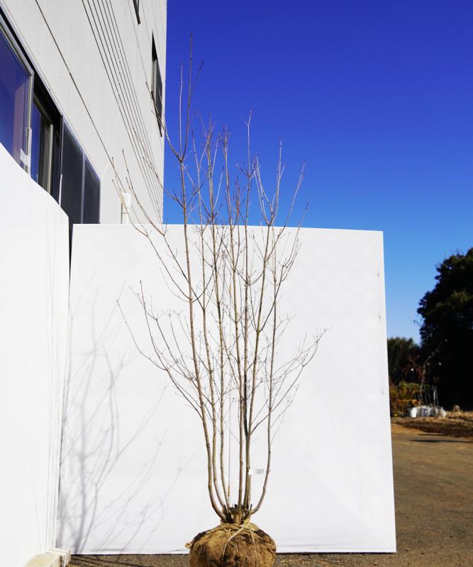 aboa14-21  落葉ヤマボウシ白花  本株立　高さ2.1ｍ　不在置き了承商品