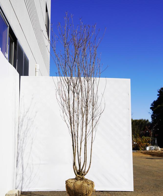 aboa19-21  落葉ヤマボウシ白花  本株立　高さ2.1ｍ　不在置き了承商品