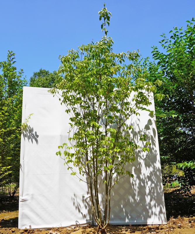 aboa20-25  落葉ヤマボウシ白花  本株立　高さ2.5ｍ　不在置き了承商品
