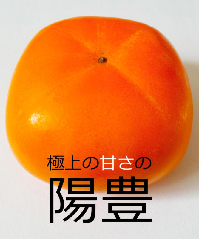 【柿苗木】【2年生苗】陽豊（ようほう）   高さ70cm～1.0m