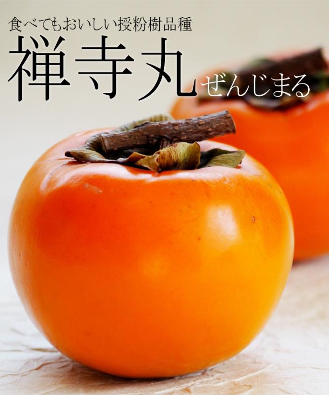 【柿苗木】【2年生苗】禅寺丸（ぜんじまる） 高さ70cm～1.0m