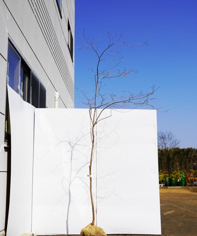 axxb3-24 【山採りもの】正体不明　高さ2.4ｍ程度　不在置き了承商品　おそらくネジキだと思います