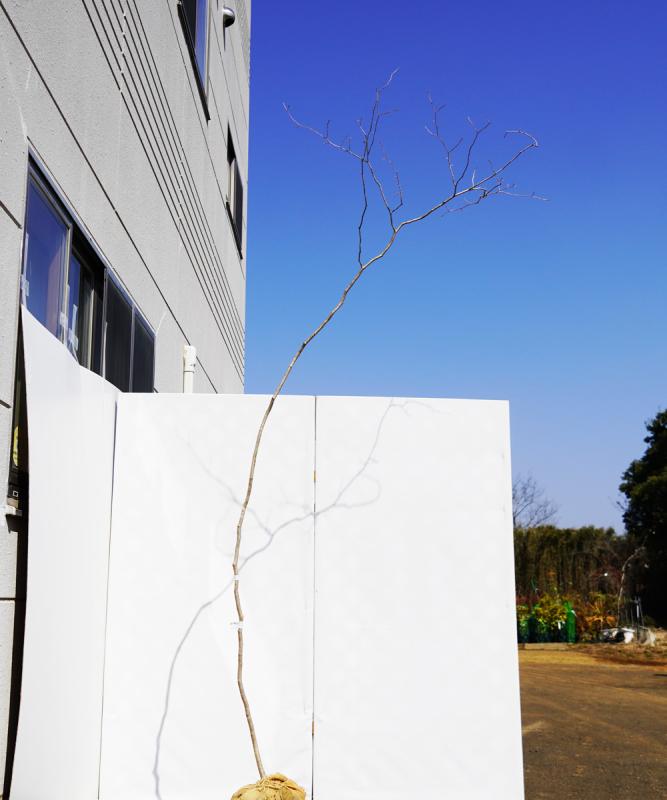 axxb5-27 【山採りもの】正体不明　高さ2.7ｍ程度　不在置き了承商品　おそらくマンサクだと思います