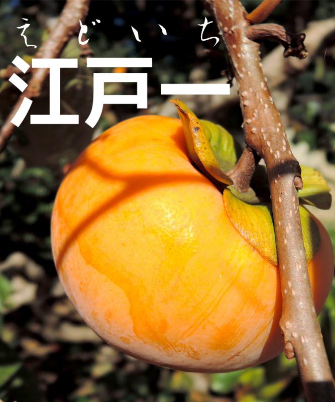 【柿苗木】【2年生苗】江戸一（えどいち）   高さ70cm～1.0m