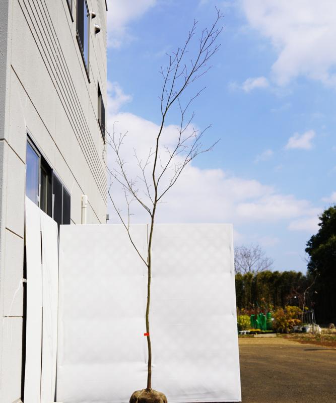 コハウチワカエデ 販売