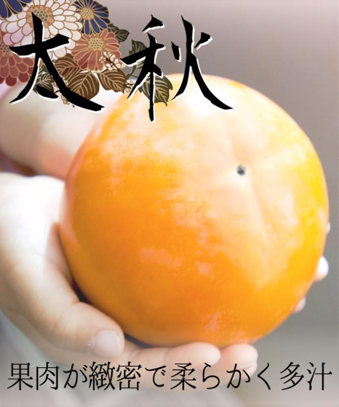 【柿苗木】【2年生苗】太秋（たいしゅう）  高さ70cm～1.0m