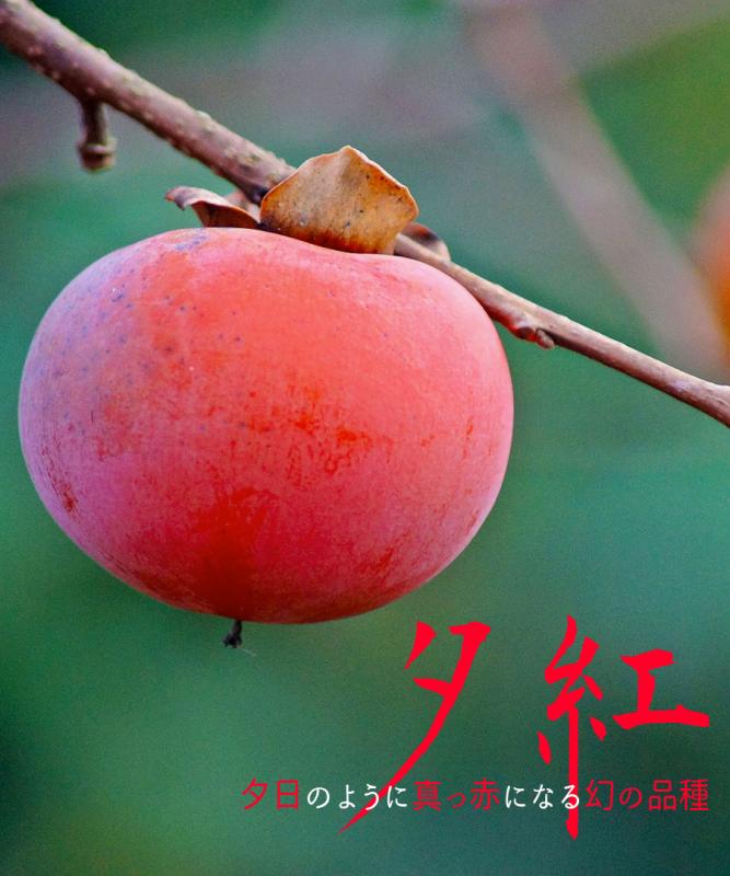【柿苗木】【2年生苗】夕紅（ゆうべに）   高さ70cm～1.0m