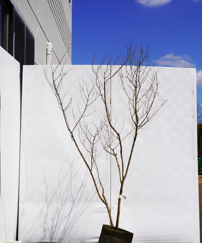 asna9-14  セイヨウニンジンボク青花　高さ1.4ｍ　不在置き了承商品