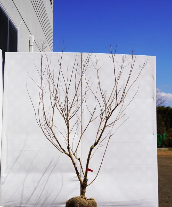 asnb2-14 セイヨウニンジンボク青花　高さ1.4ｍ　不在置き了承商品