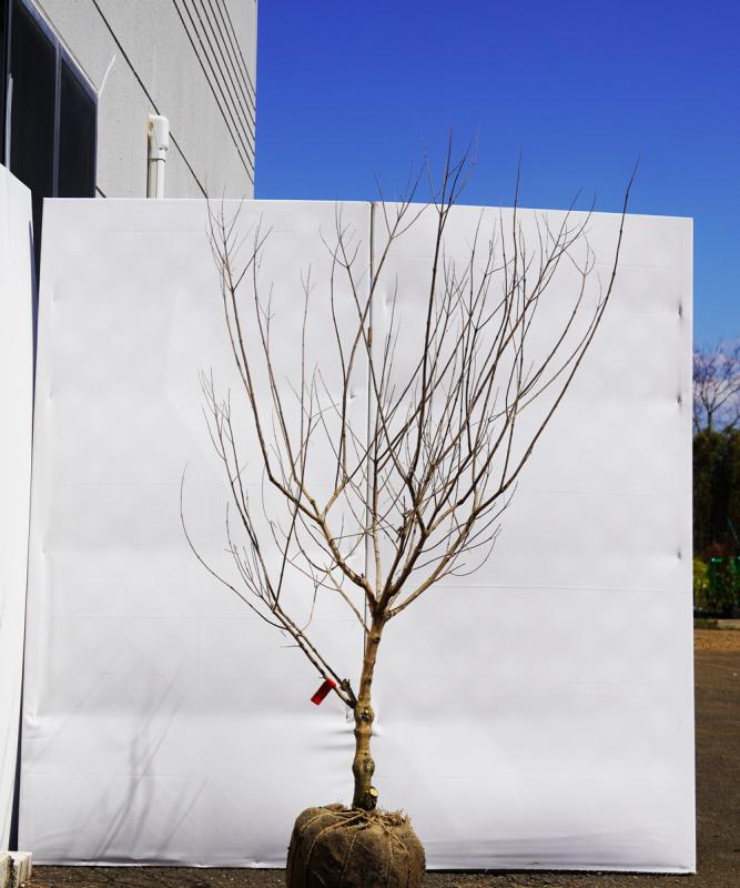 asnb3-13 セイヨウニンジンボク青花　高さ1.3ｍ　不在置き了承商品
