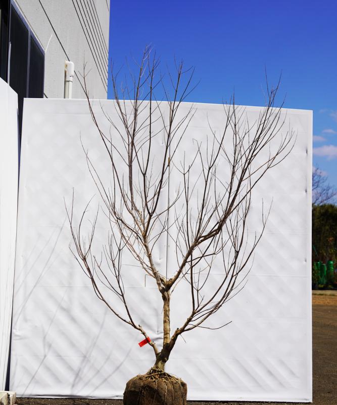 asnb4-12 セイヨウニンジンボク白花　高さ1.2ｍ　不在置き了承商品
