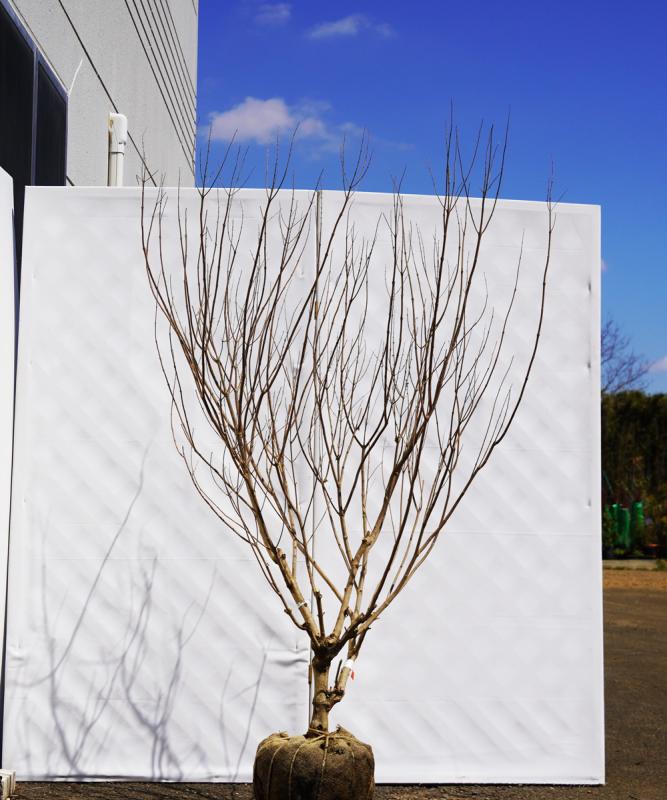 asnc2-13 セイヨウニンジンボク白花　高さ1.3ｍ　不在置き了承商品