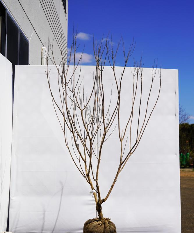 asnc3-14 セイヨウニンジンボク白花　高さ1.4ｍ　不在置き了承商品