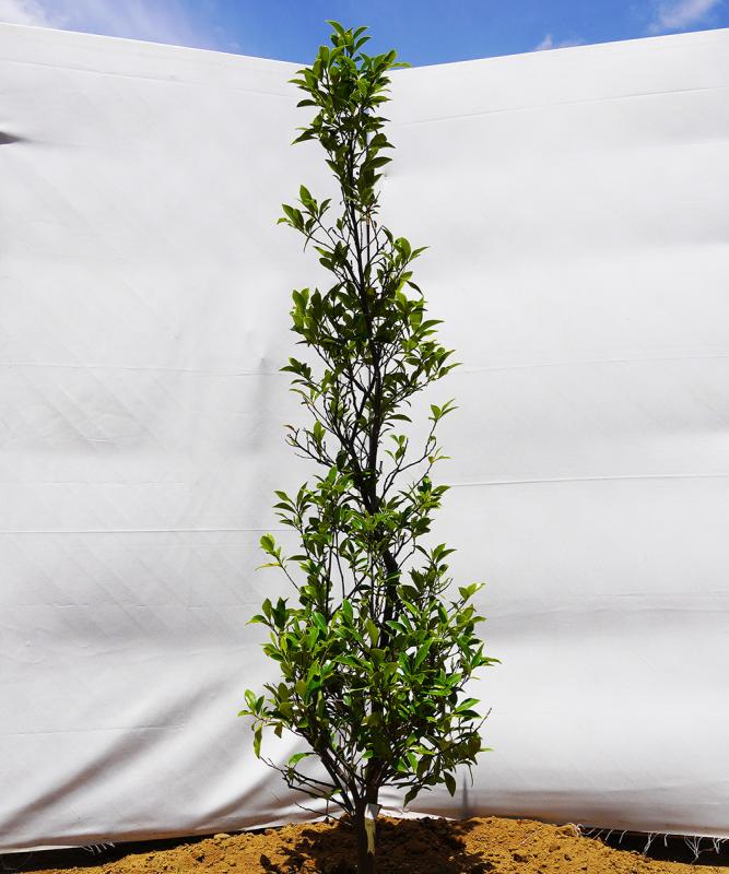 akoc19-15  カラタネオガタマ白花　高さ1.5m　不在置き了承