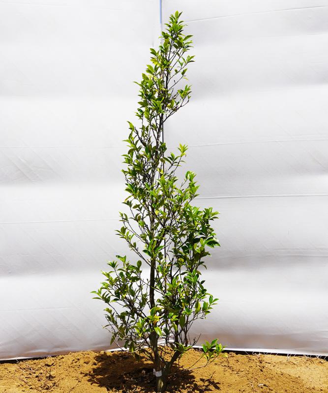 akoc30-15  カラタネオガタマ白花　高さ1.5m　不在置き了承