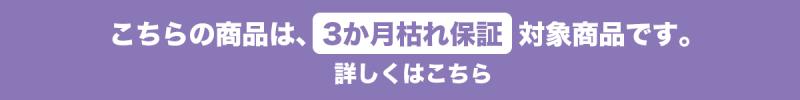 この商品は3ヵ月枯れ保証対象商品です。