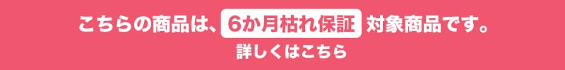 この商品は6ヵ月枯れ保証対象商品です。
