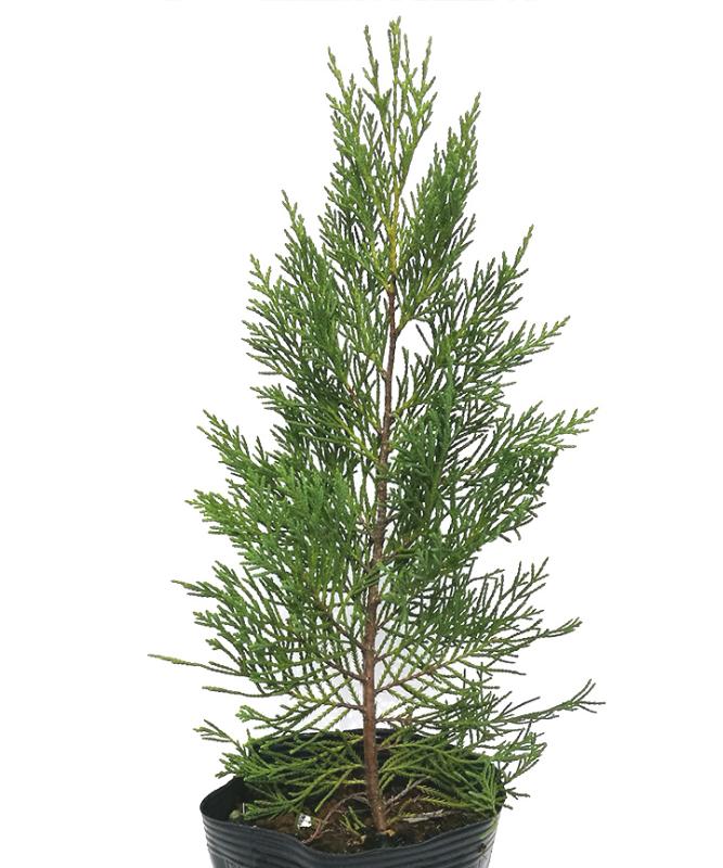 レイランディ　15cmポット　高さ30cm～40cm程度