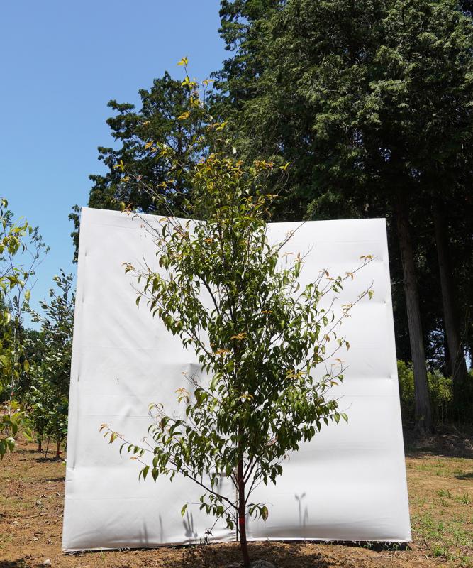 ajec19-23 　常緑エゴノキ（トキワエゴノキ）高さ2.3m　不在置き了承