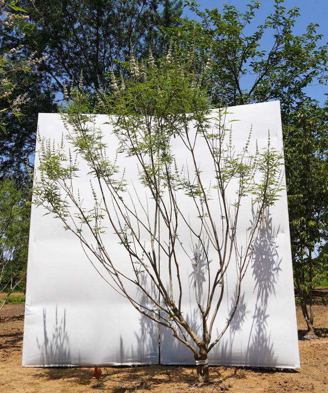 asnc5-14  セイヨウニンジンボク白花　高さ1.4ｍ　不在置き了承商品