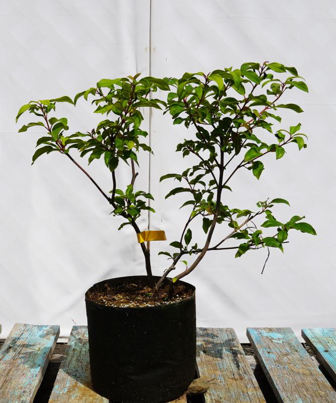 bvsa2-05 ビバーナム「シナモミフォリューム」大苗　高さ50cm