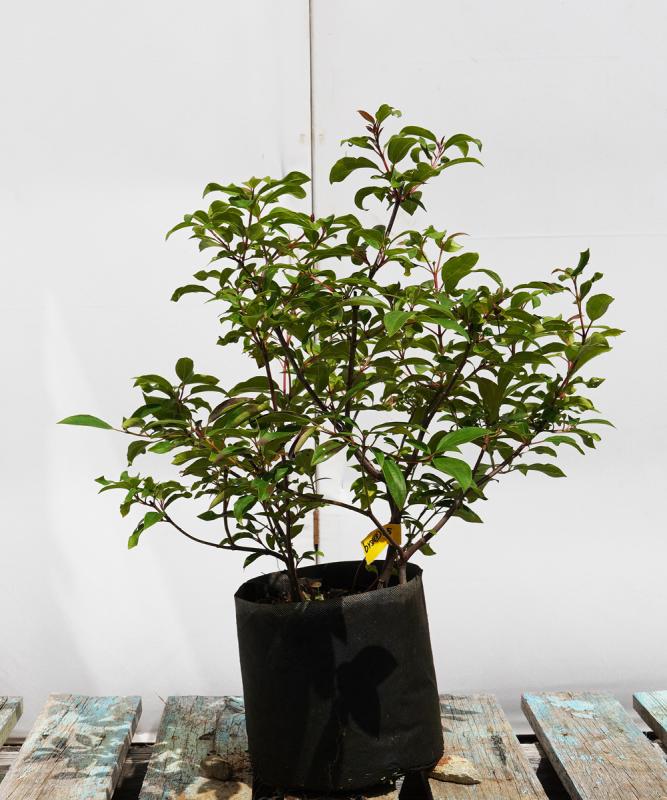 bvsa3-05 ビバーナム「シナモミフォリューム」大苗　高さ50cm