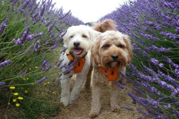 犬のためのハーブ:ラベンダーグロッソ