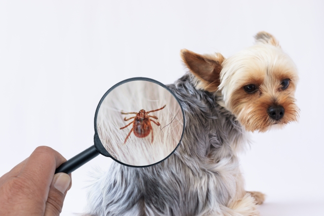 犬におすすめのハーブ