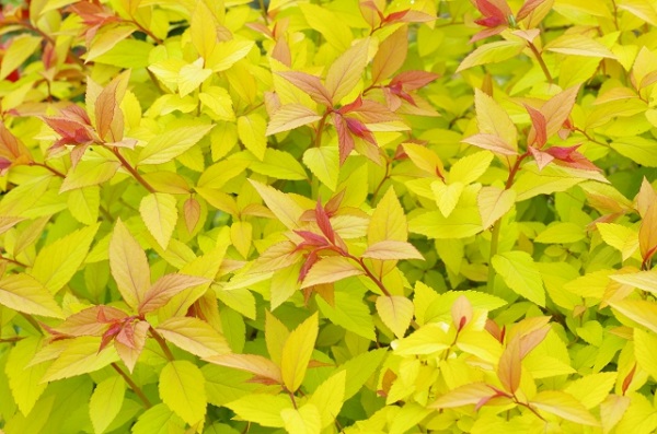 冬のお庭を彩る紅葉がキレイな低木と下草:ライムマウンドの新芽
