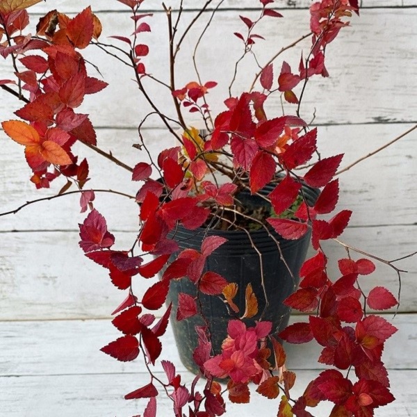冬のお庭を彩る紅葉がキレイな低木と下草：紅葉したライムマウンド